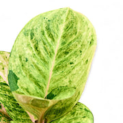 Nahaufnahme eines Blatts von Aglaonema 'Apple Fantasy' vor weißem Hintergrund.