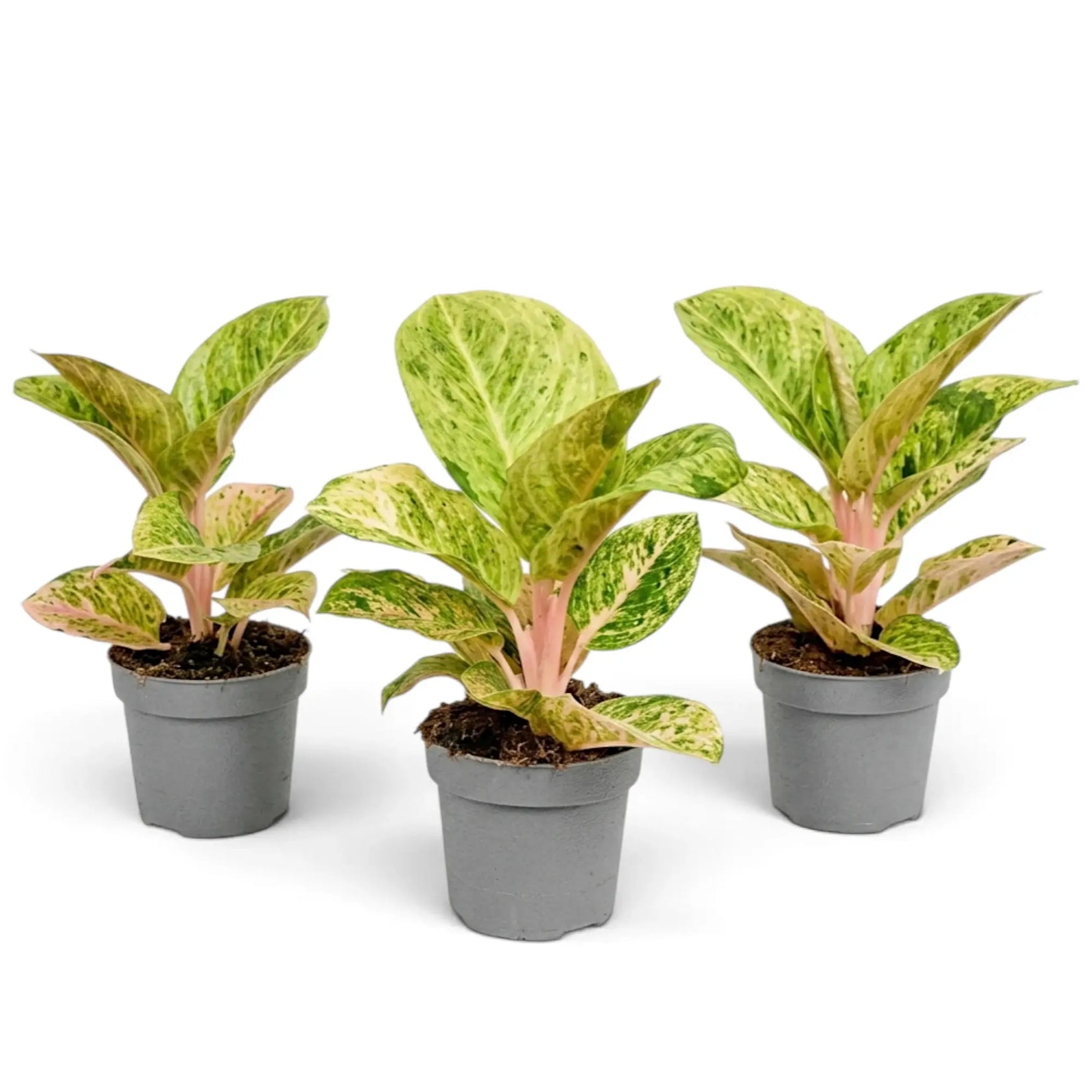 Aglaonema 'Apple Fantasy' im Kulturtopf mit grünen Blättern, cremefarbener Zeichnung und rosa Mittelrippen