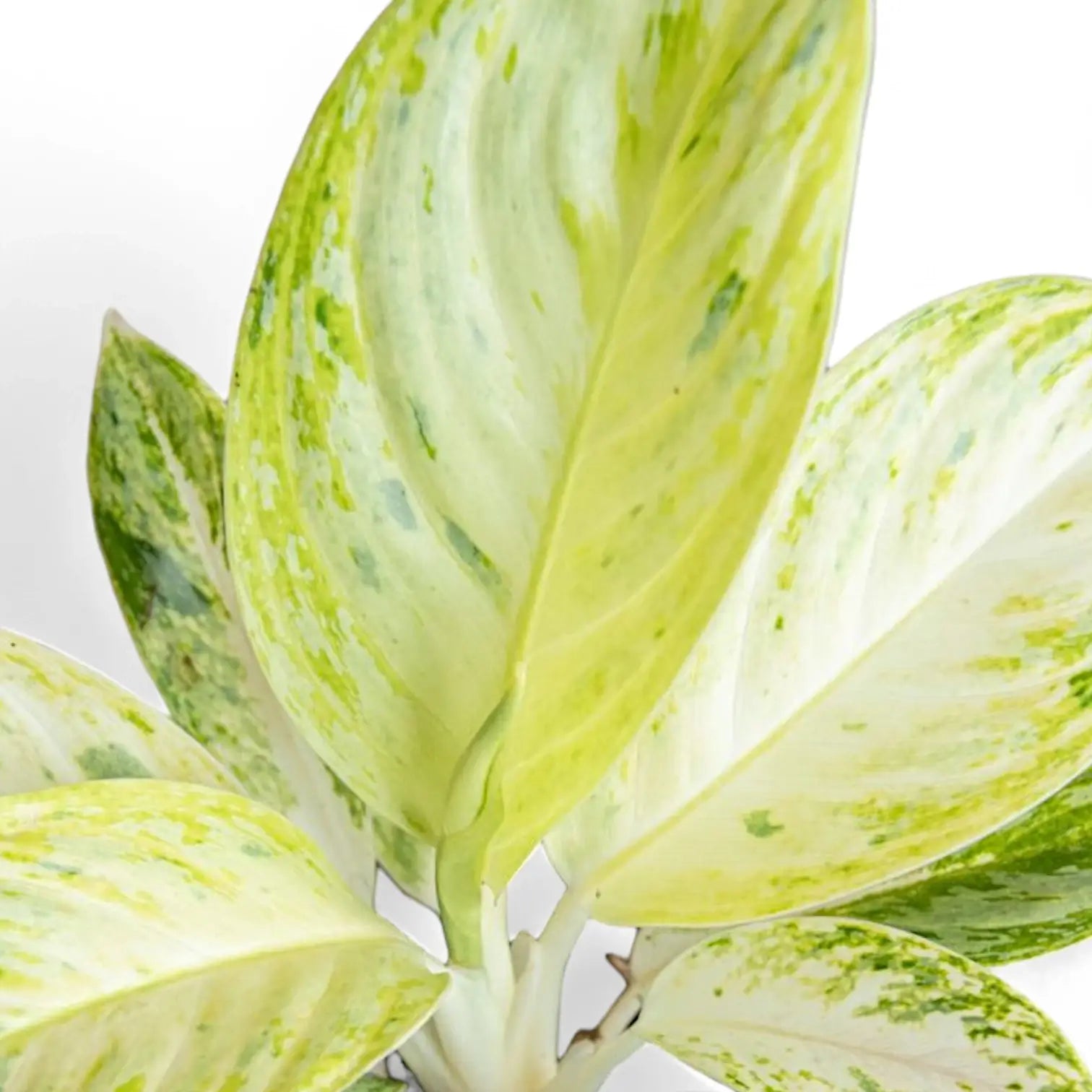 Nahaufnahme eines Blatts von Aglaonema 'Arctic Lime' vor weißem Hintergrund.
