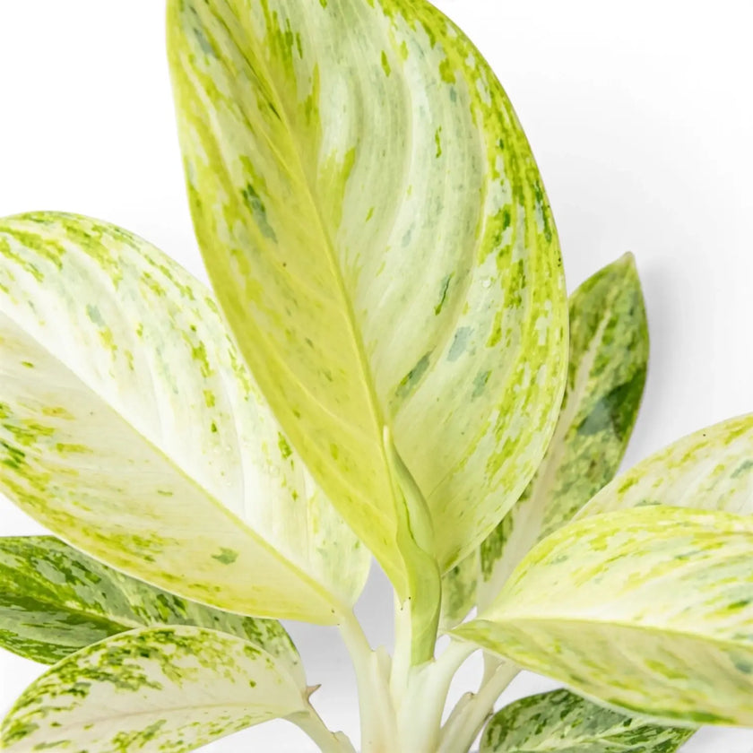 Close-up of Aglaonema 'Arctic Lime' leaves.