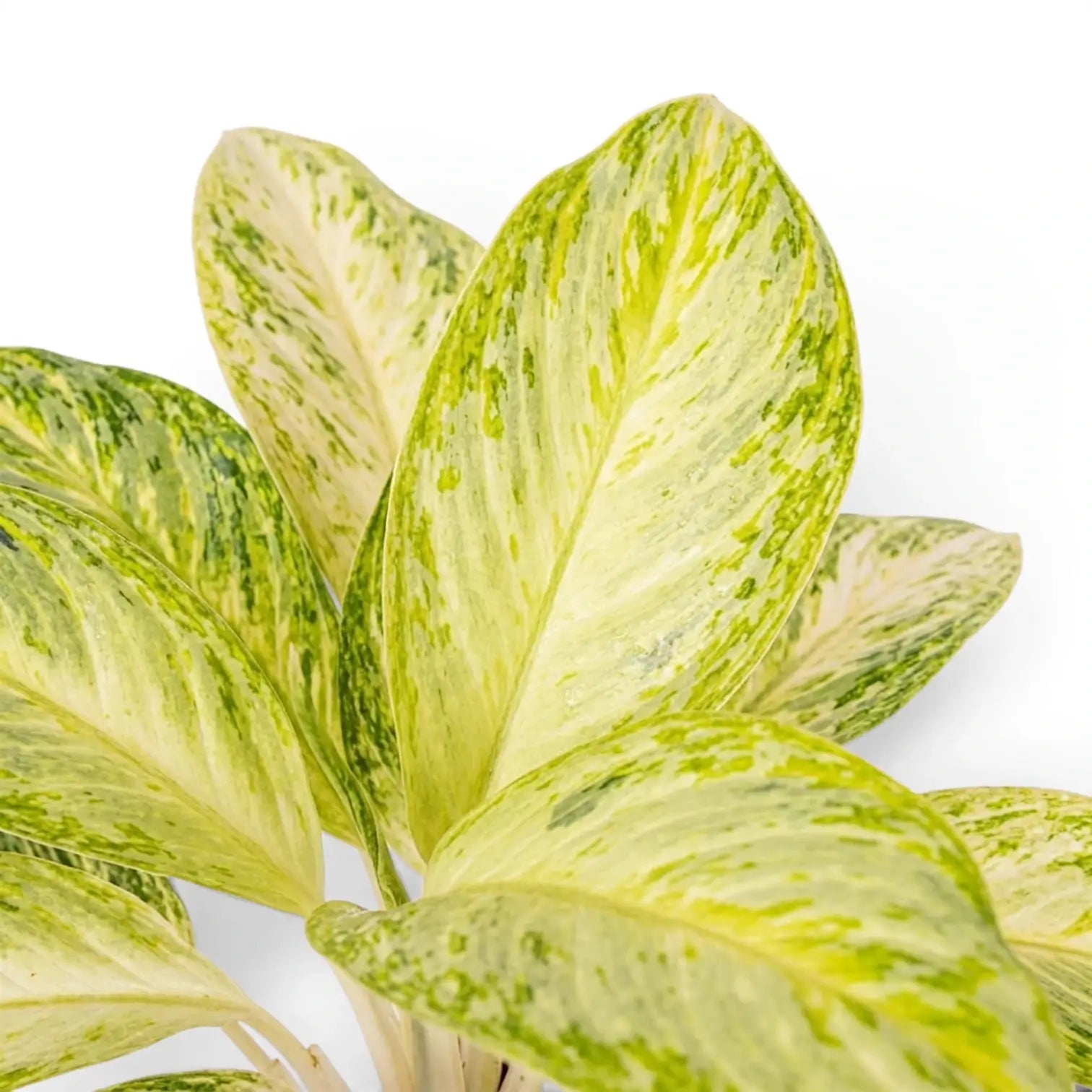 Close-up of Aglaonema 'Arctic Lime' leaves.
