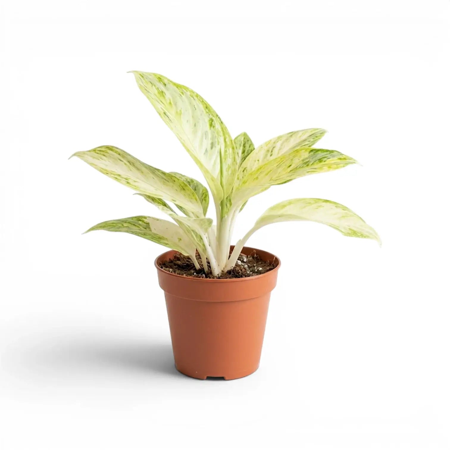 Aglaonema 'Arctic Lime' plant in a nursery pot.