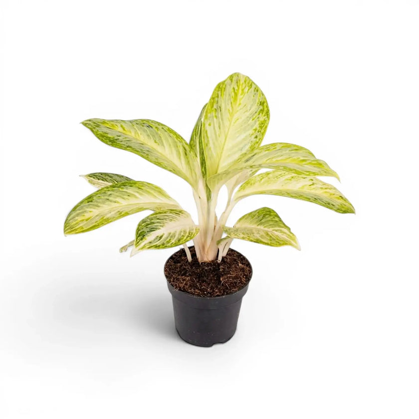 Aglaonema 'Arctic Lime' plant in a nursery pot.