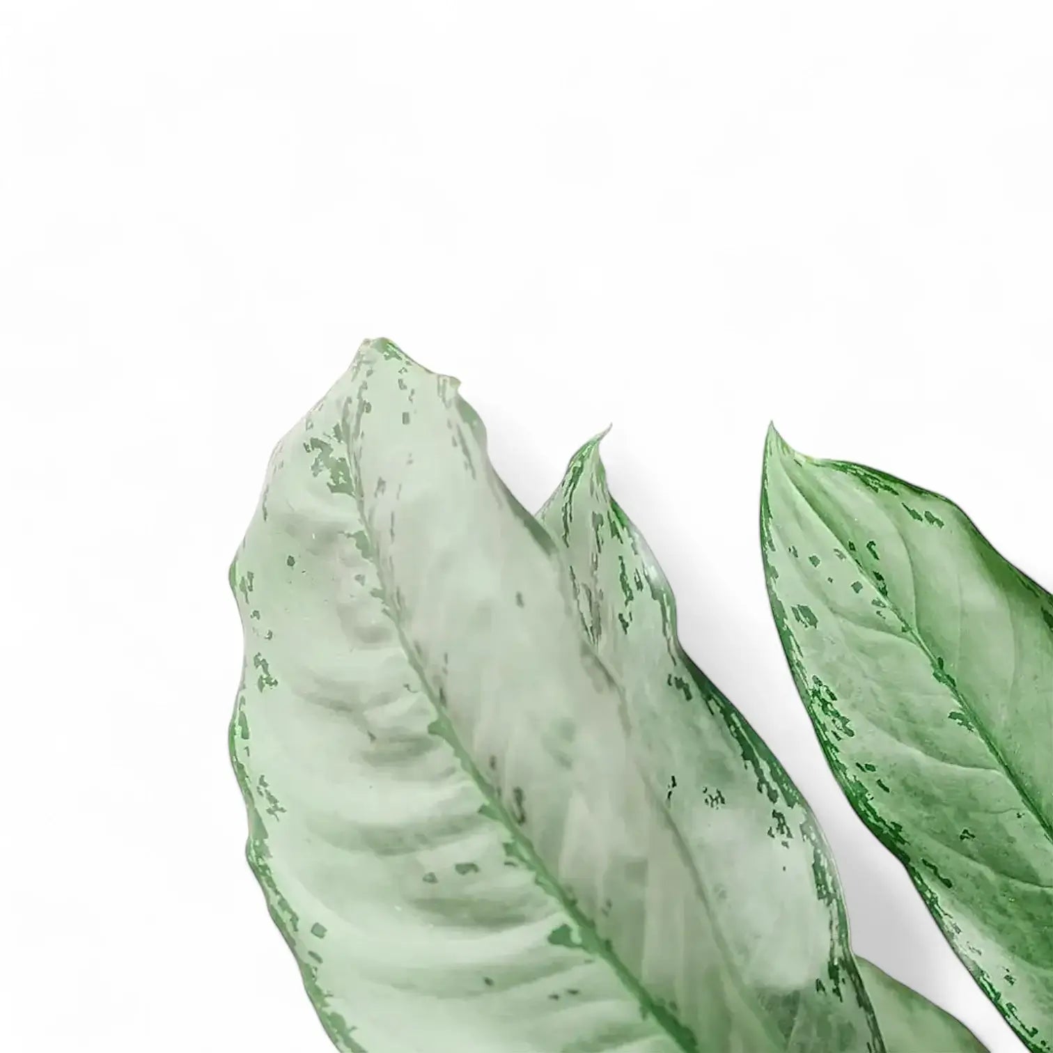 Aglaonema 'B.J. Freedman' leaf detail on white background.