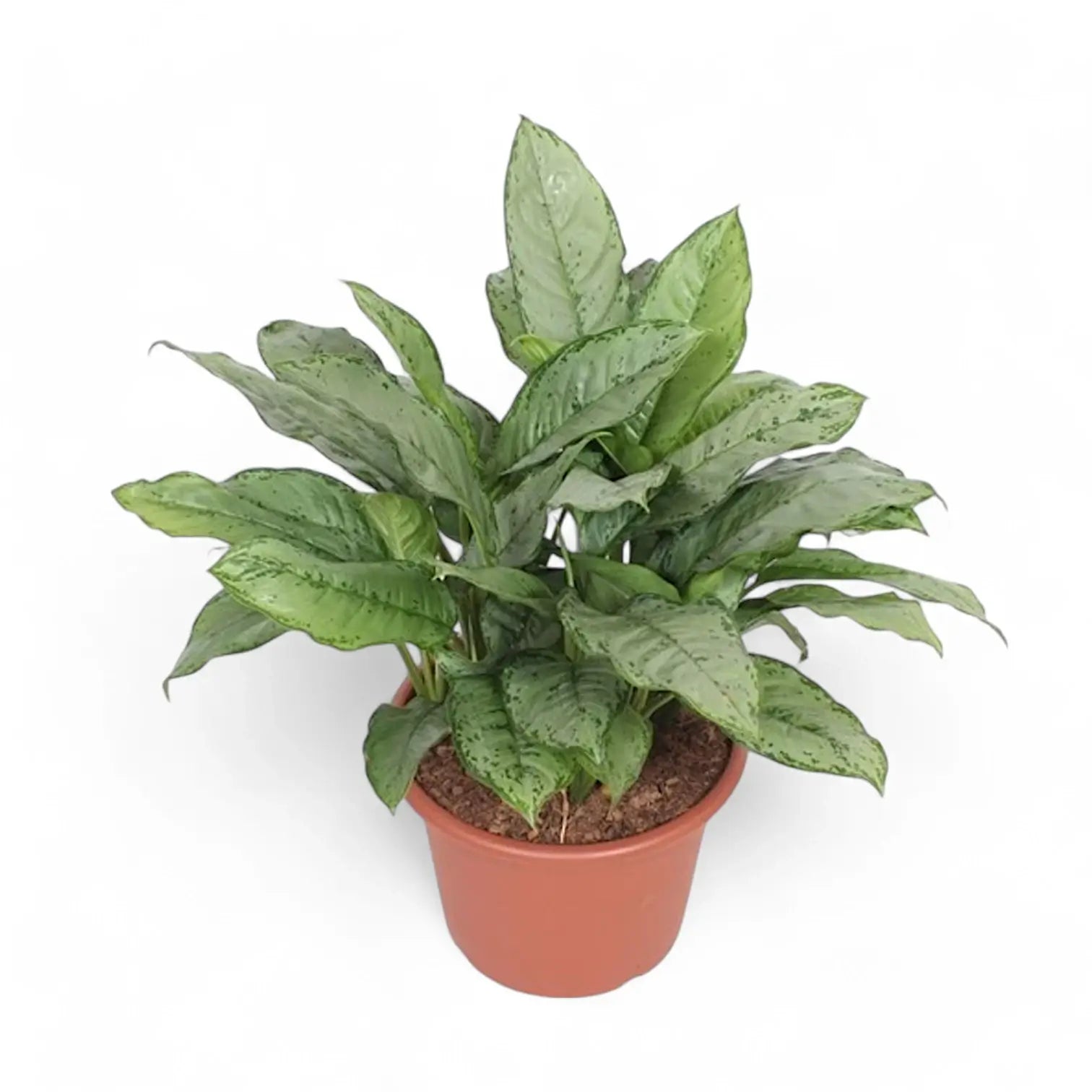 Aglaonema 'B.J. Freedman' potted plant in nursery pot on white background.