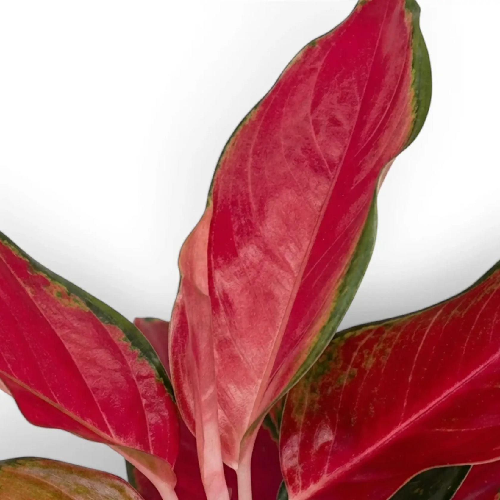 Aglaonema ‘Chili Red’ leaf detail with a deep red centre and slim green border.