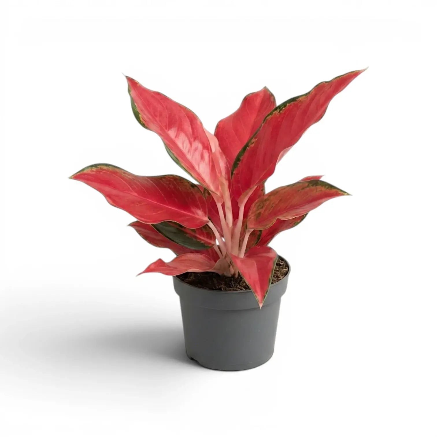 Aglaonema ‘Chili Red’ with upright red foliage in a grey nursery pot.