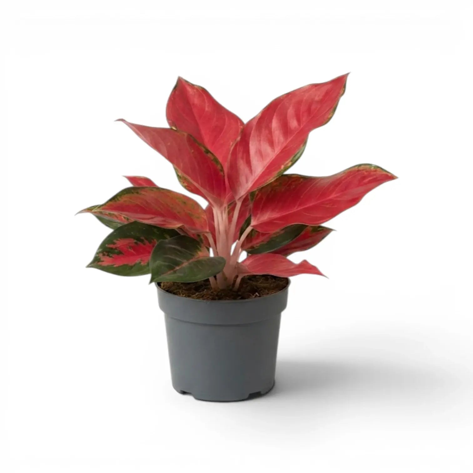 Aglaonema ‘Chili Red’ plant with red leaves and dark green edging in a grey nursery pot.