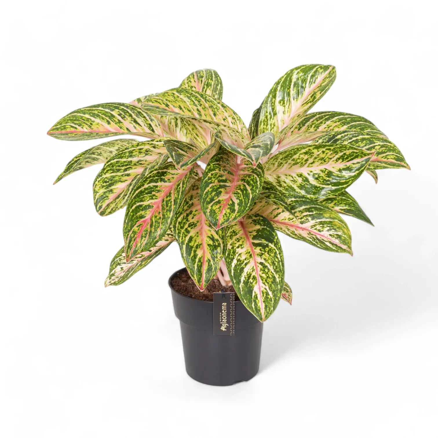 Aglaonema 'Cocomelon' – Topfpflanze im Kulturtopf vor weißem Hintergrund, Produktfoto 5.