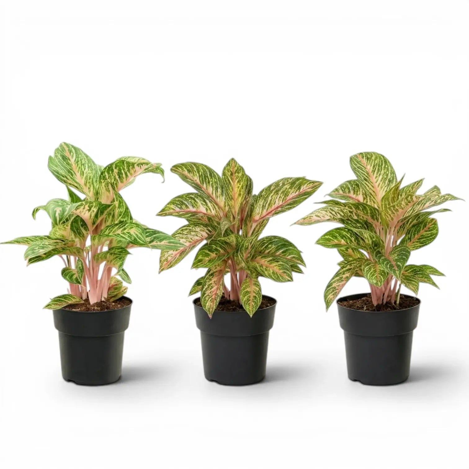 Aglaonema 'Cocomelon'