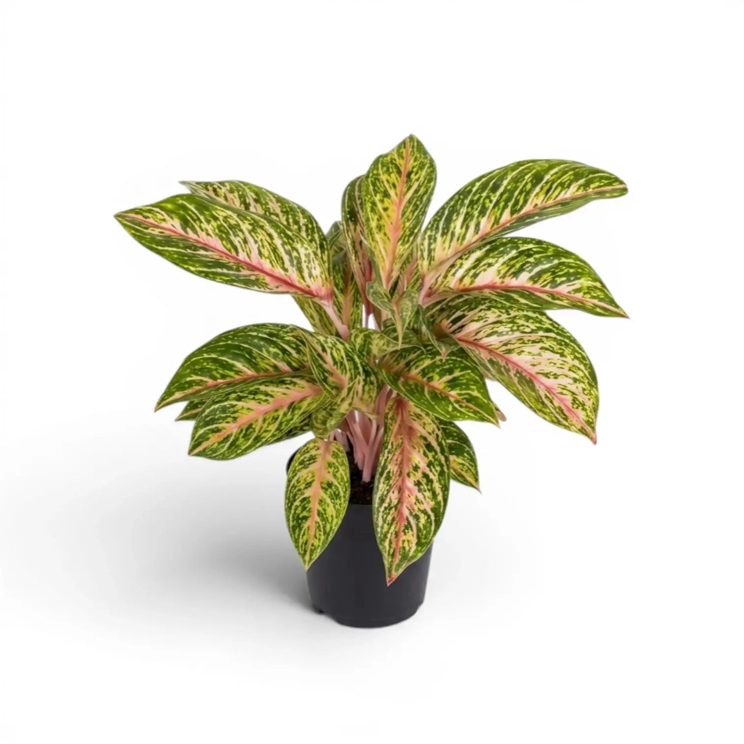 Aglaonema 'Cocomelon'