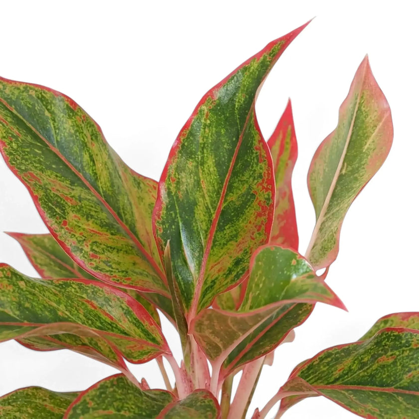 Close-up of Aglaonema ‘Crete’ green leaves with red-pink markings