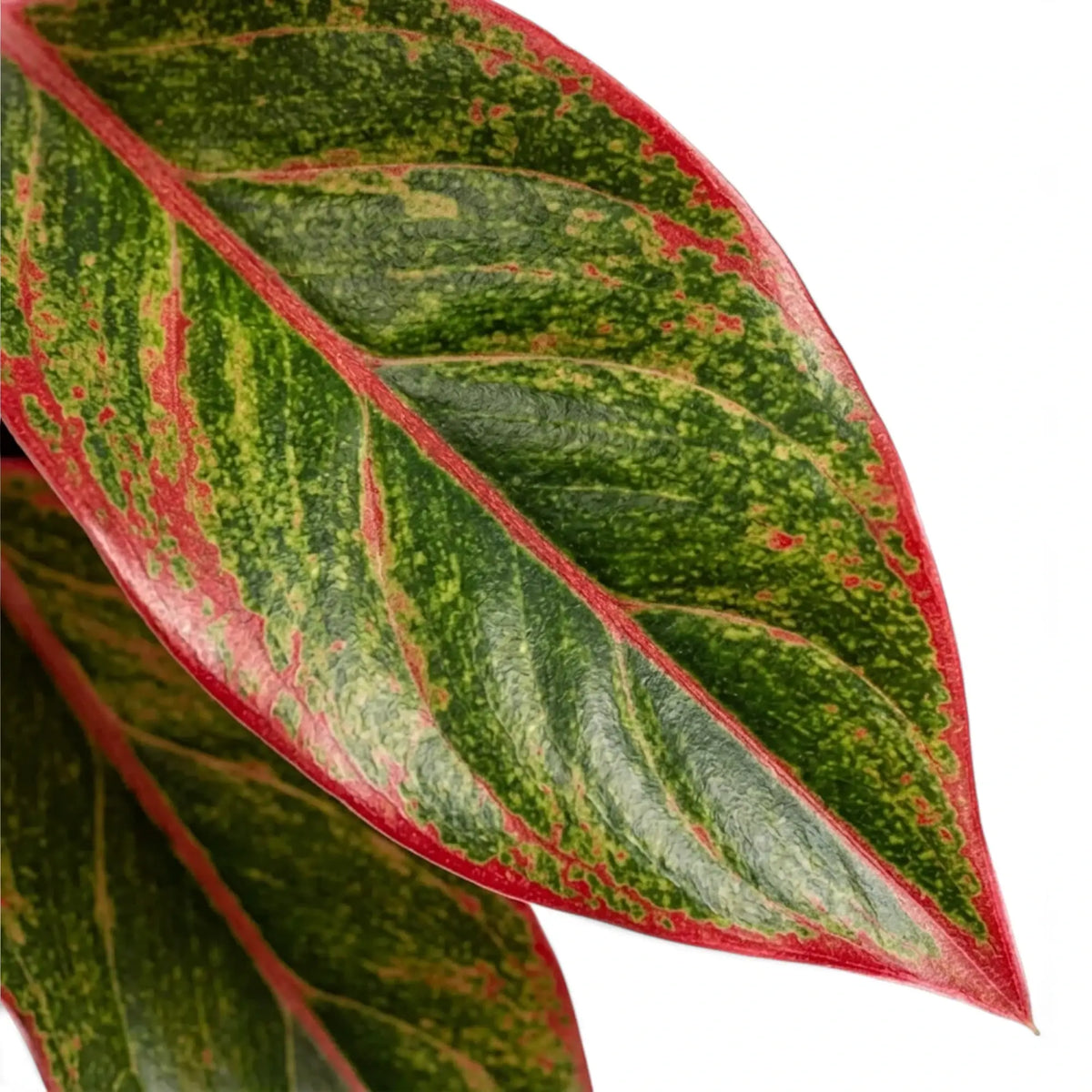 Close-up of Aglaonema ‘Crete’ green leaves with red-pink markings