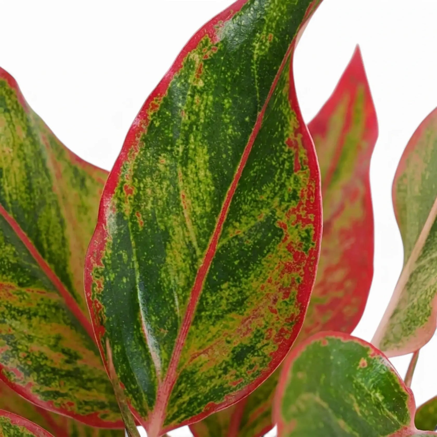Close-up of Aglaonema ‘Crete’ green leaves with red-pink markings