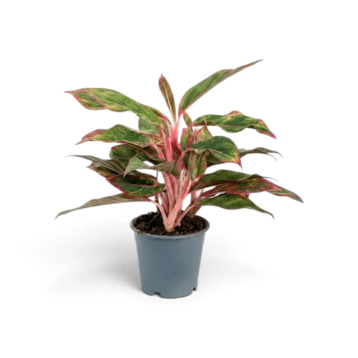 Aglaonema ‘Crete’ in a nursery pot, showing green leaves with red-pink markings