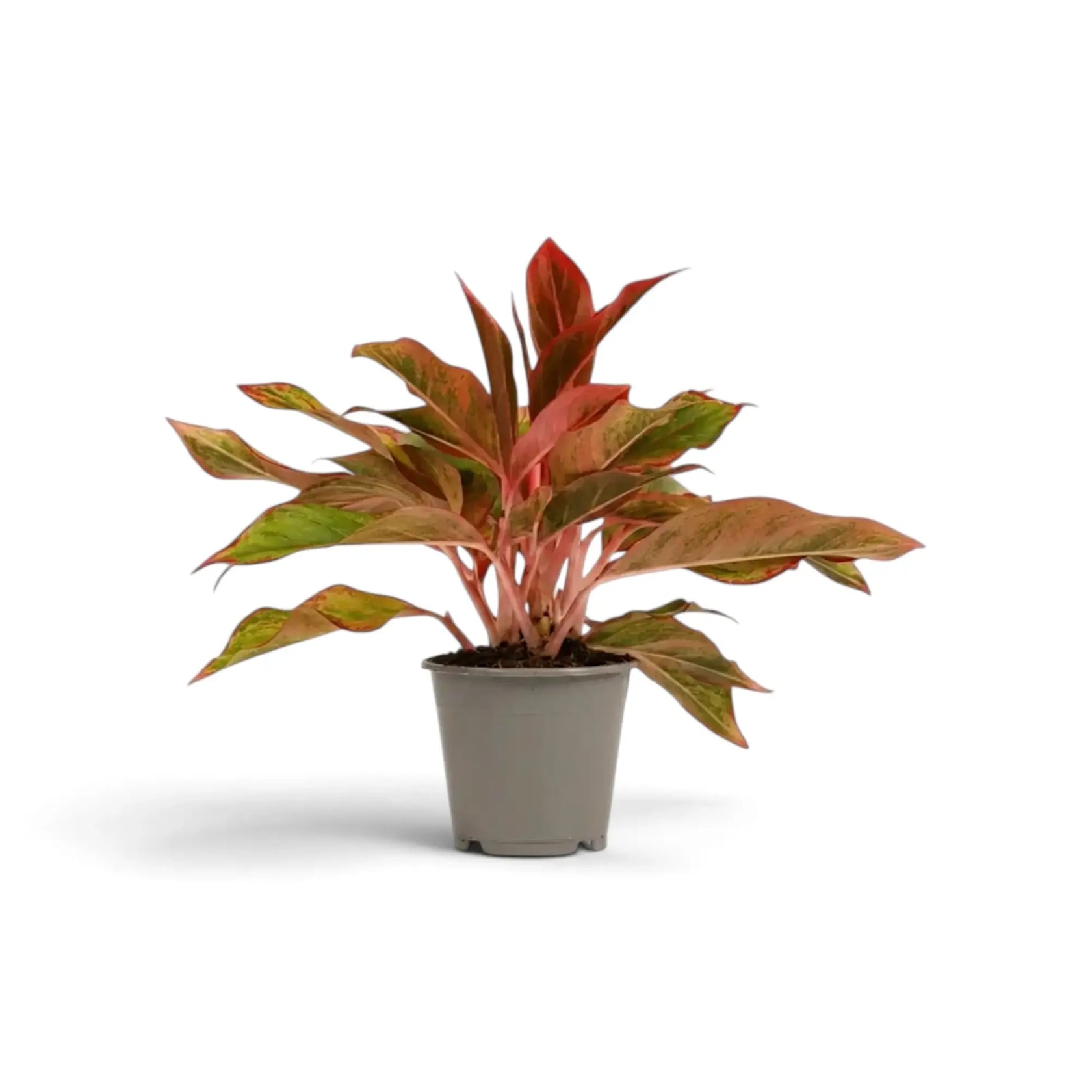Aglaonema ‘Crete’ in a nursery pot, showing green leaves with red-pink markings