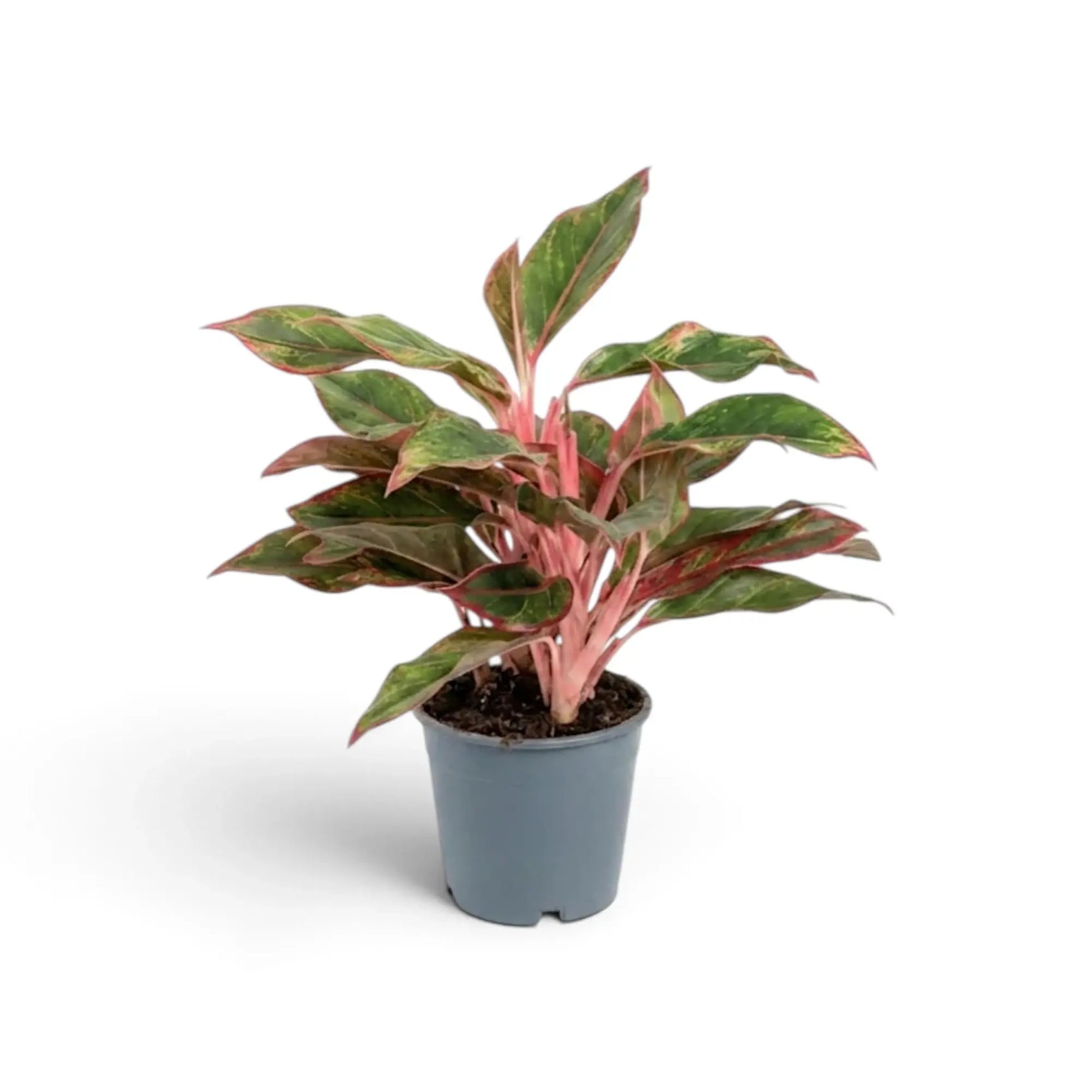 Aglaonema ‘Crete’ in a nursery pot, showing green leaves with red-pink markings