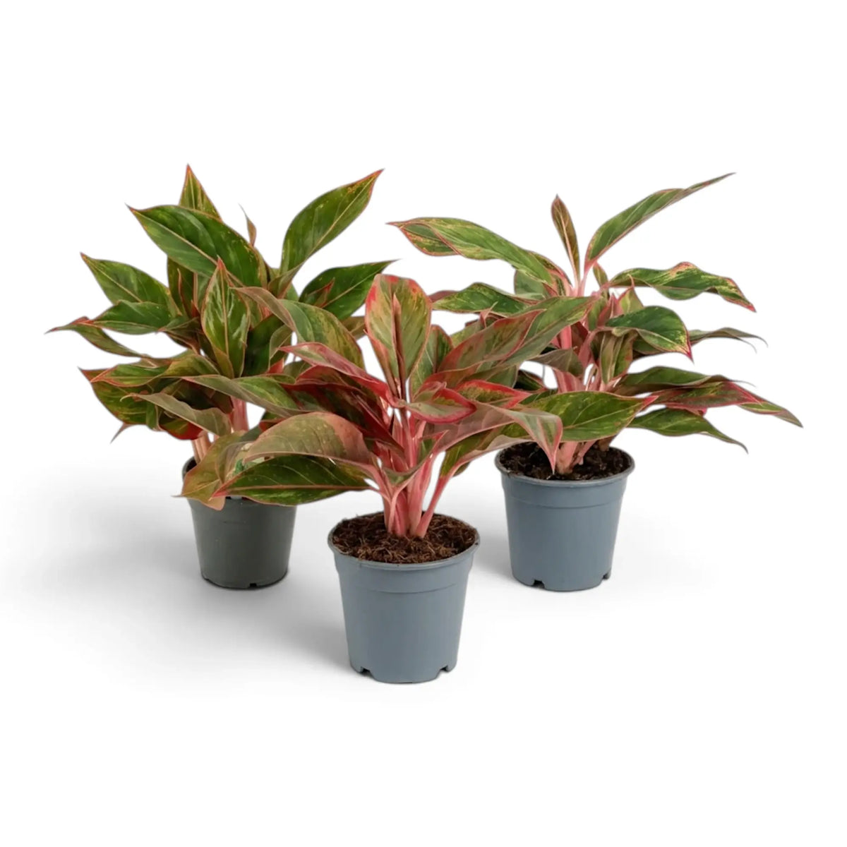 Aglaonema ‘Crete’ in a nursery pot, showing green leaves with red-pink markings