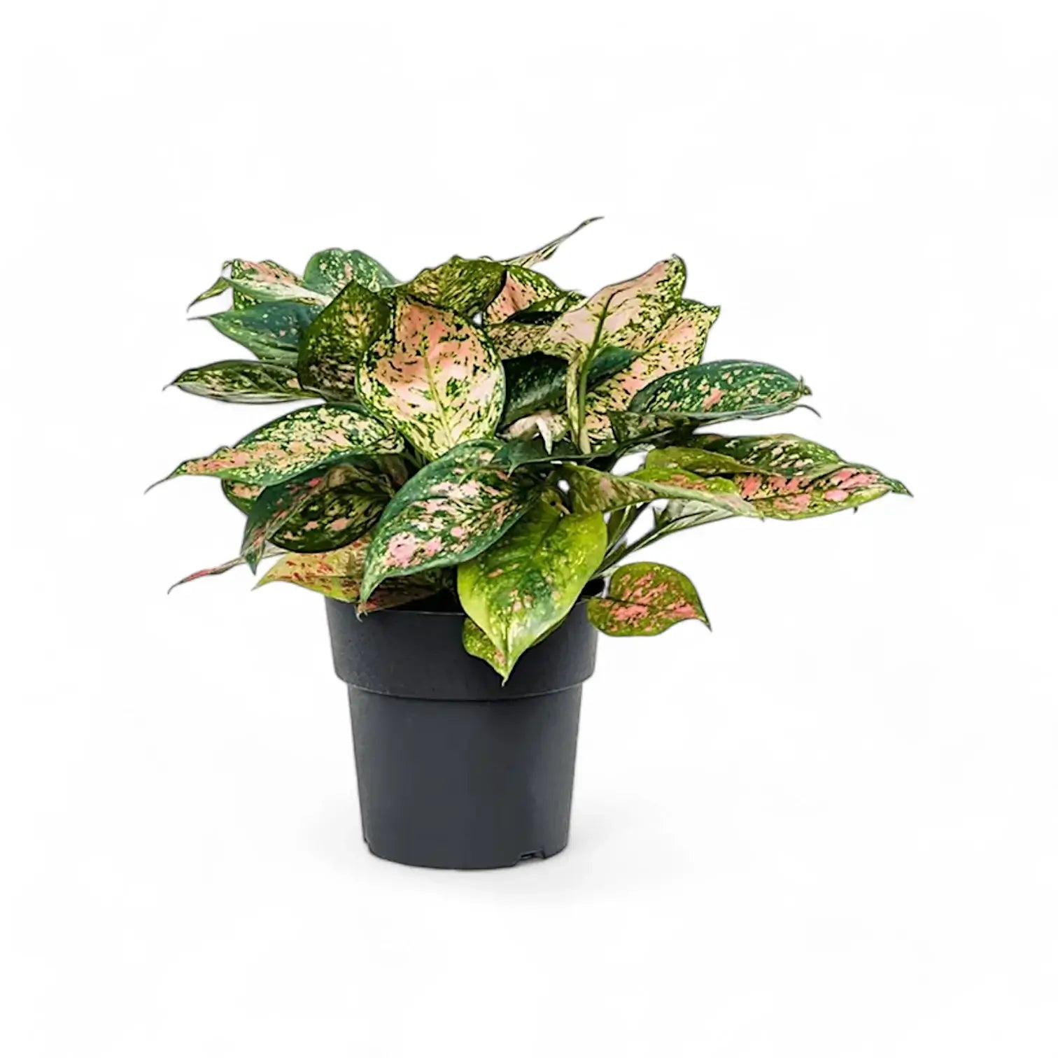 Aglaonema 'Crimson Love' – Topfpflanze im Kulturtopf vor weißem Hintergrund, Produktfoto 4.
