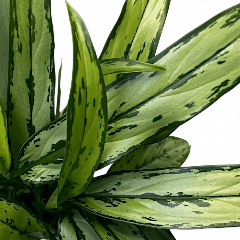 Aglaonema Cutlass foliage close-up with narrow green leaves.