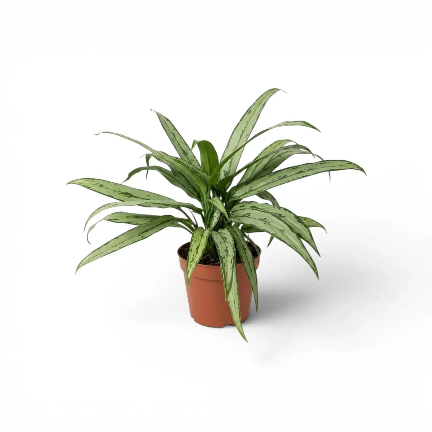 Aglaonema Cutlass mit schmalen grünen Blättern im Kulturtopf.