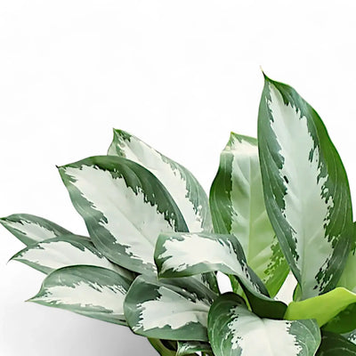 Aglaonema 'Diamond Bay' potted plant in nursery pot on white background.