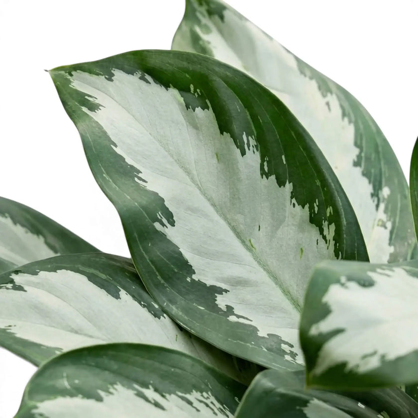Überlappende Blätter von Aglaonema ‘Diamond Bay’ mit hellsilbriger Mitte und dunkelgrünem Rand