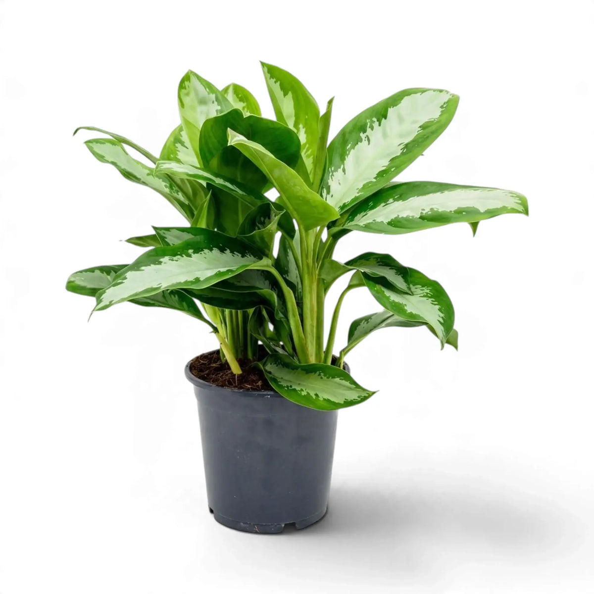 Potted Aglaonema 'Diamond Bay' with green-edged silver leaves rising from a clustered base