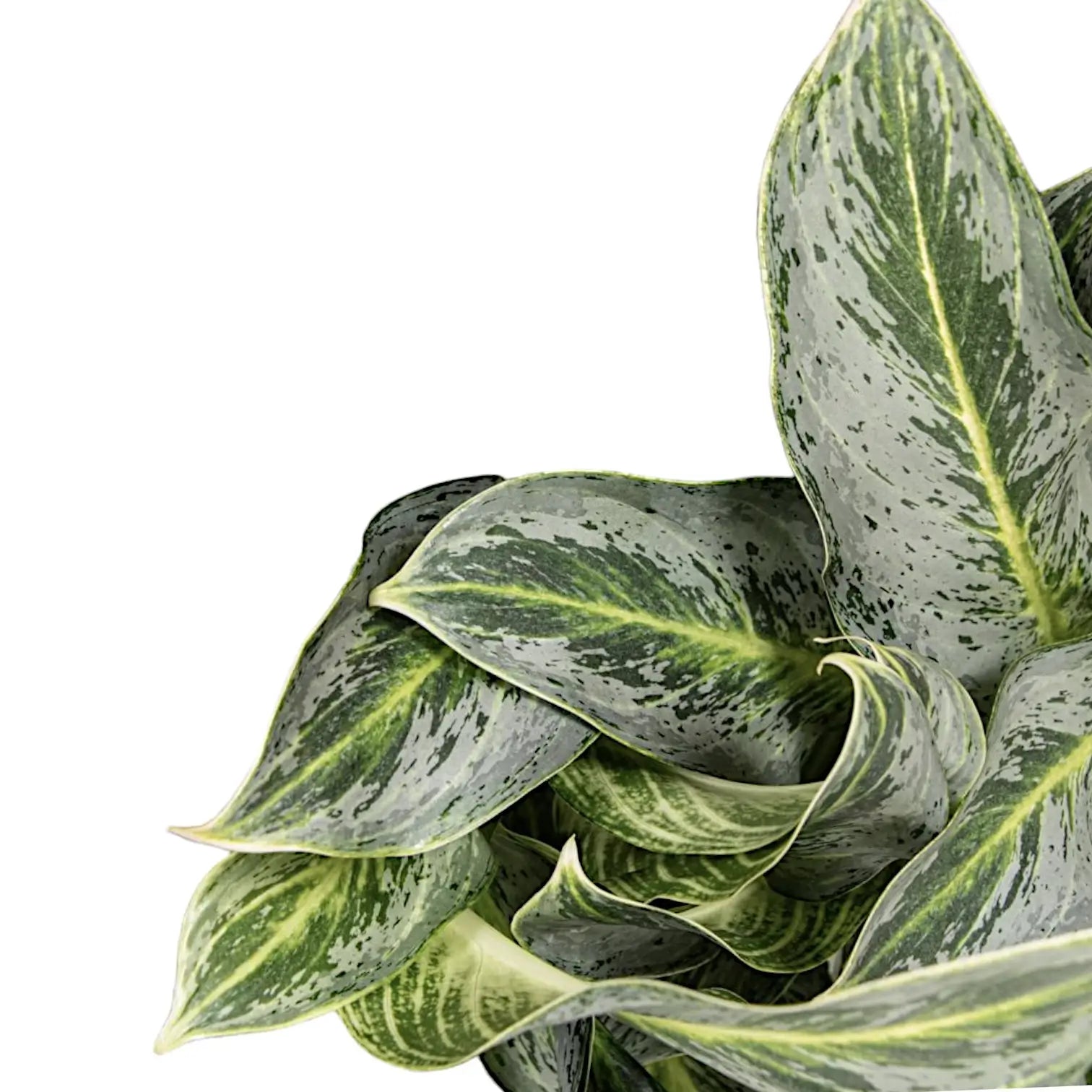 Aglaonema 'Emerald Stone' – Blattdetail vor weißem Hintergrund..