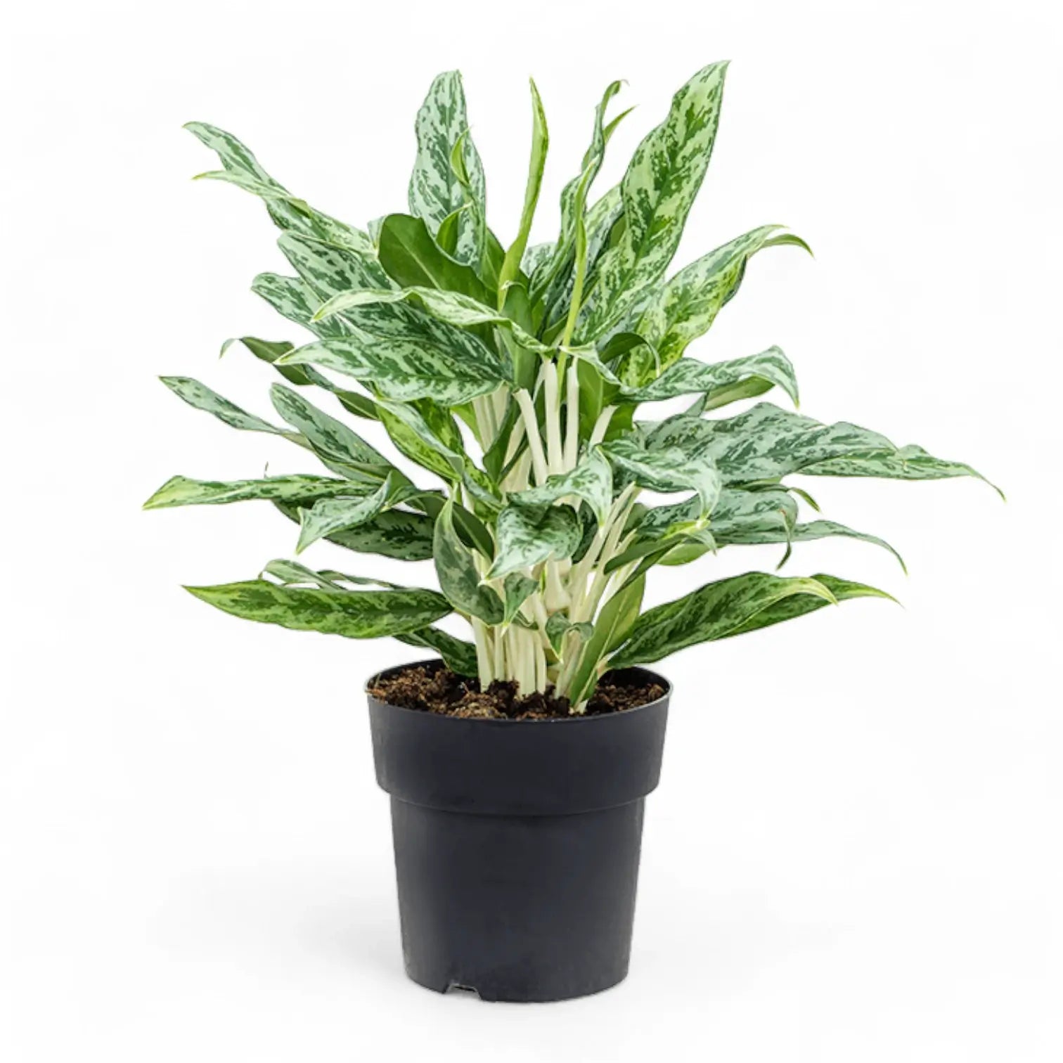 Aglaonema 'Greyhound' Zimmerpflanze im Anzuchttopf vor weißem Hintergrund, Produktfoto 4.