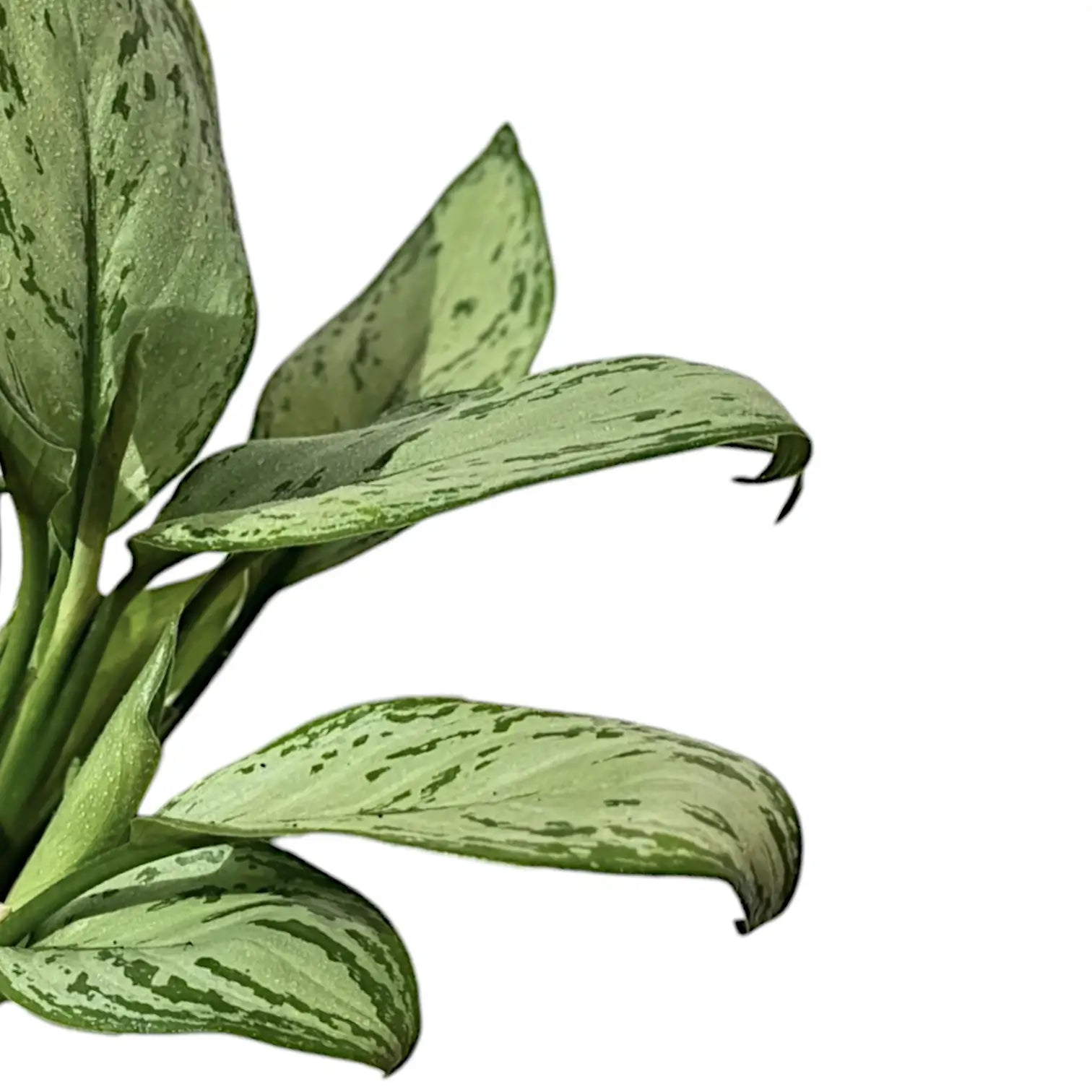 Nahaufnahme eines Blatts von Aglaonema 'Maria Christina' vor weißem Hintergrund.