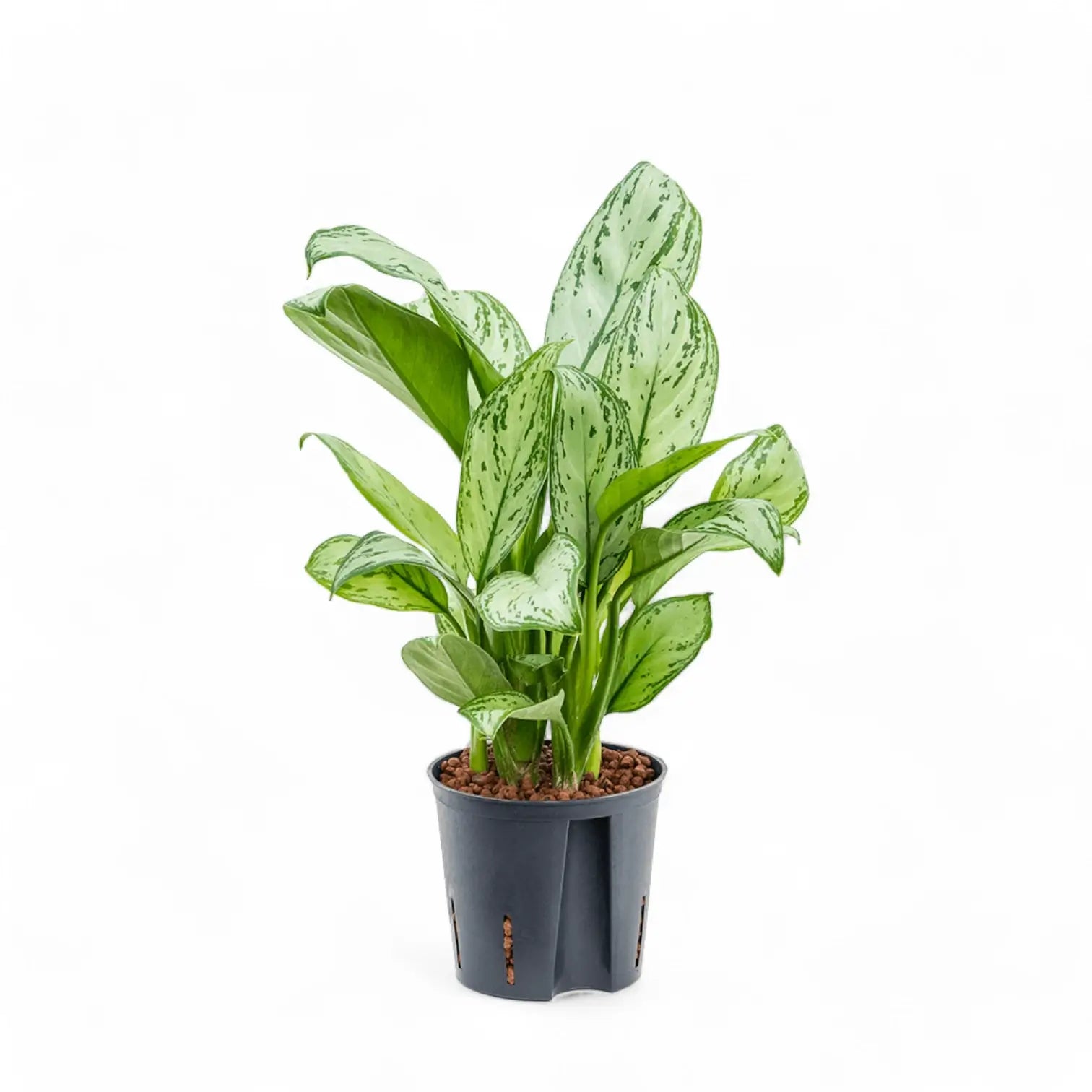 Aglaonema 'Maria Christina' potted plant in nursery pot on white background.