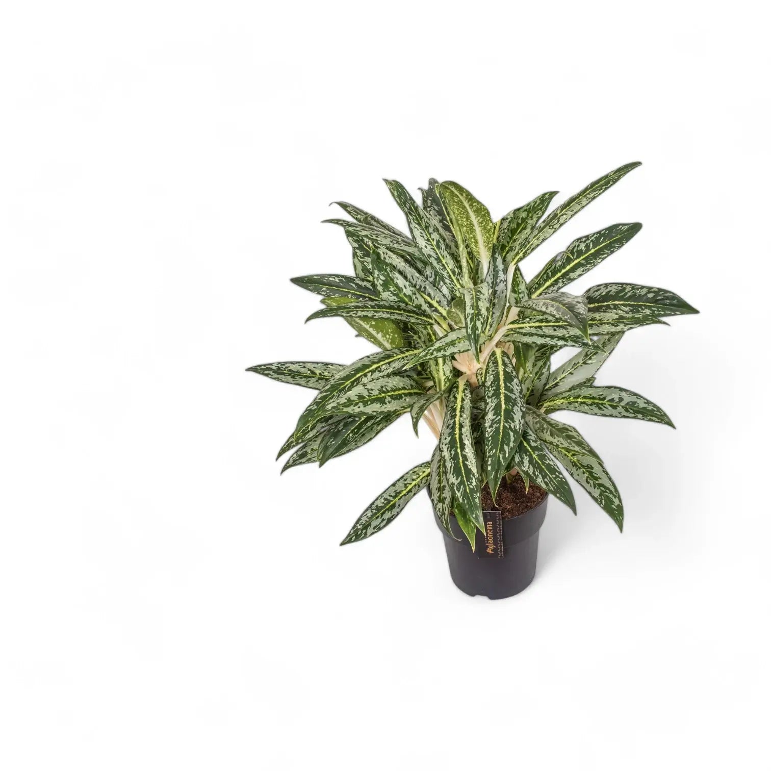 Aglaonema 'Matcha Lemon' Zimmerpflanze im Anzuchttopf vor weißem Hintergrund, Produktfoto 3.
