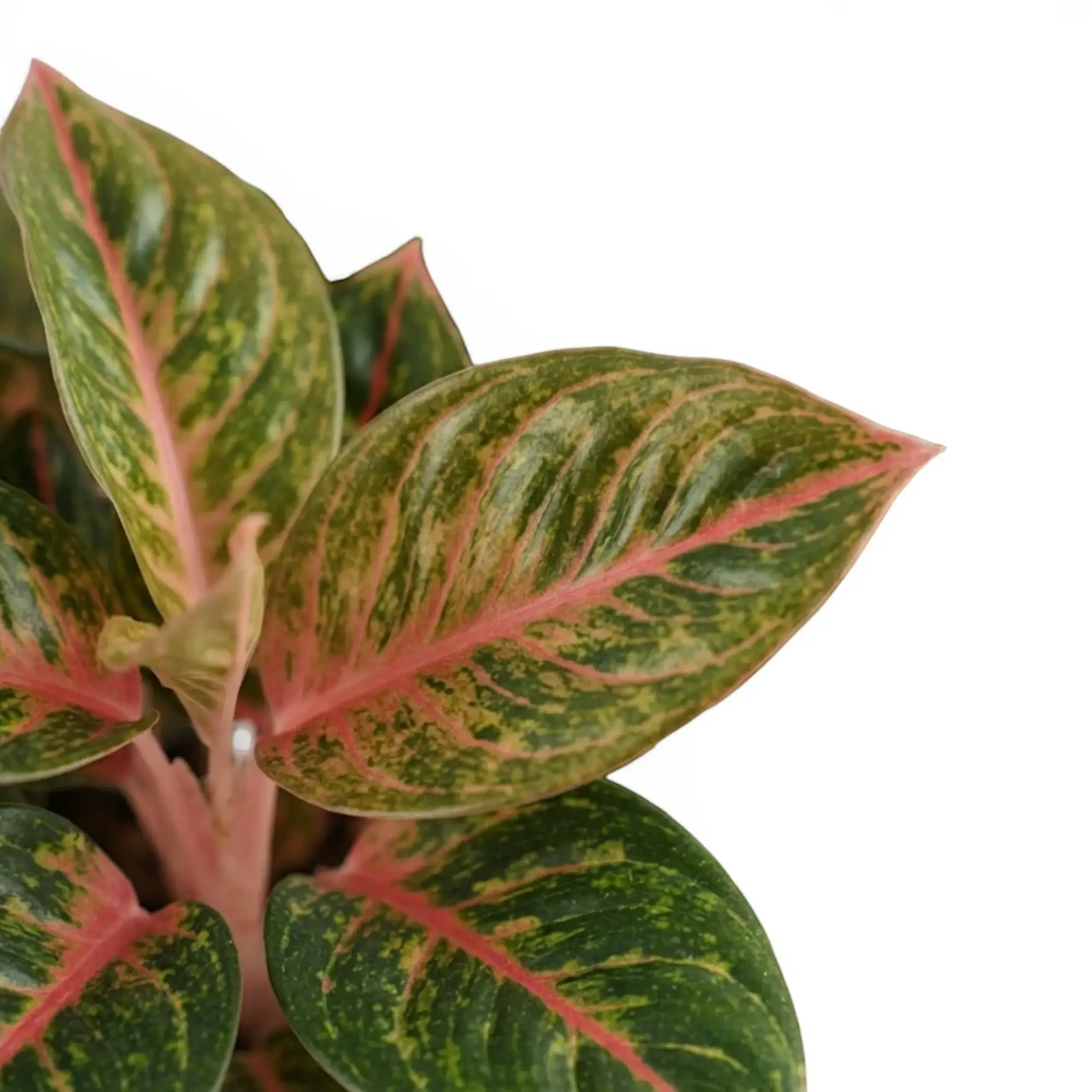 Aglaonema ‘Olive Red’ leaves with yellow-green speckling, pink midribs and pale pink stems.