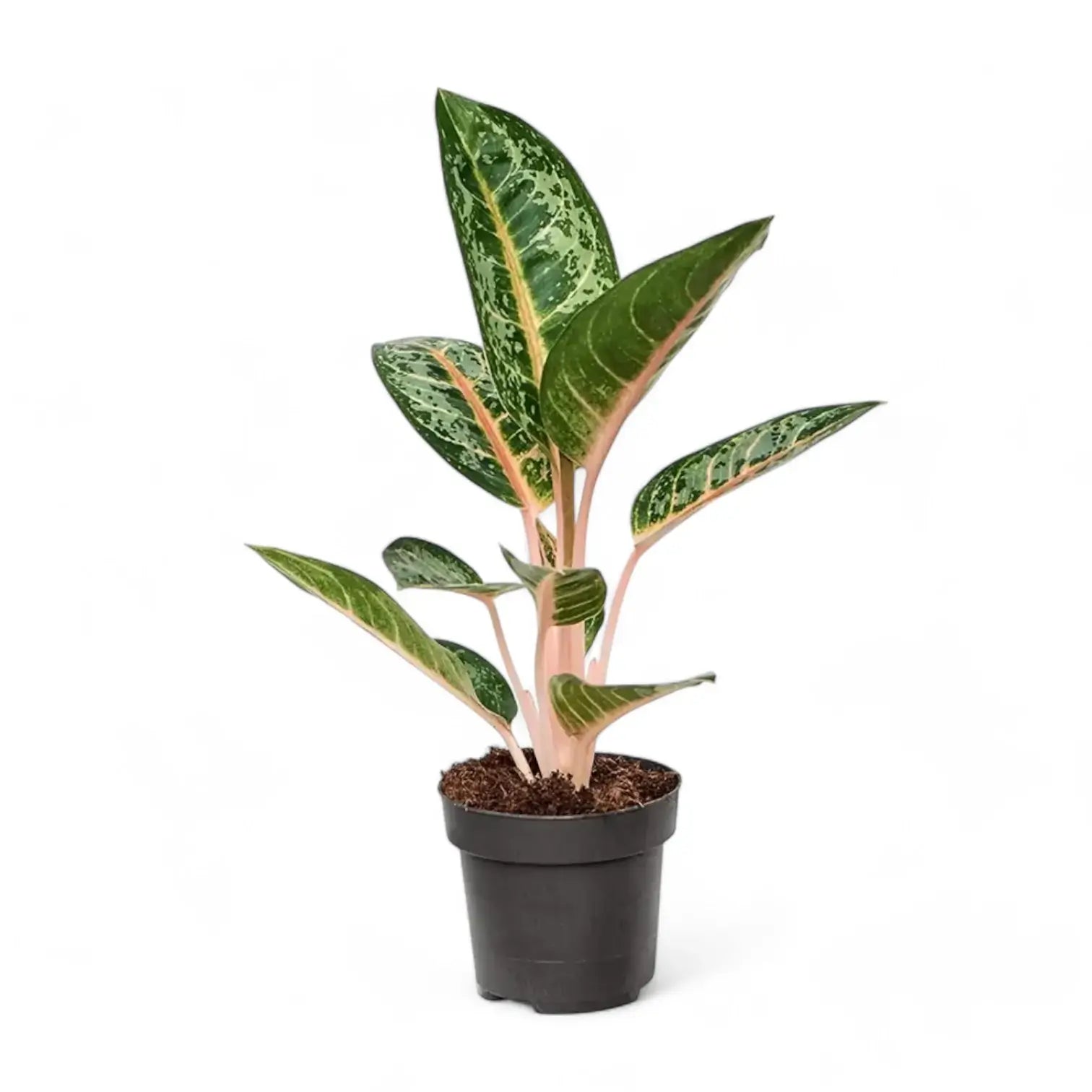 Aglaonema 'Orange Flame' potted plant in nursery pot on white background.