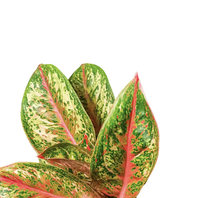 Nahaufnahme eines Blatts von Aglaonema 'Painted Celebration' vor weißem Hintergrund.