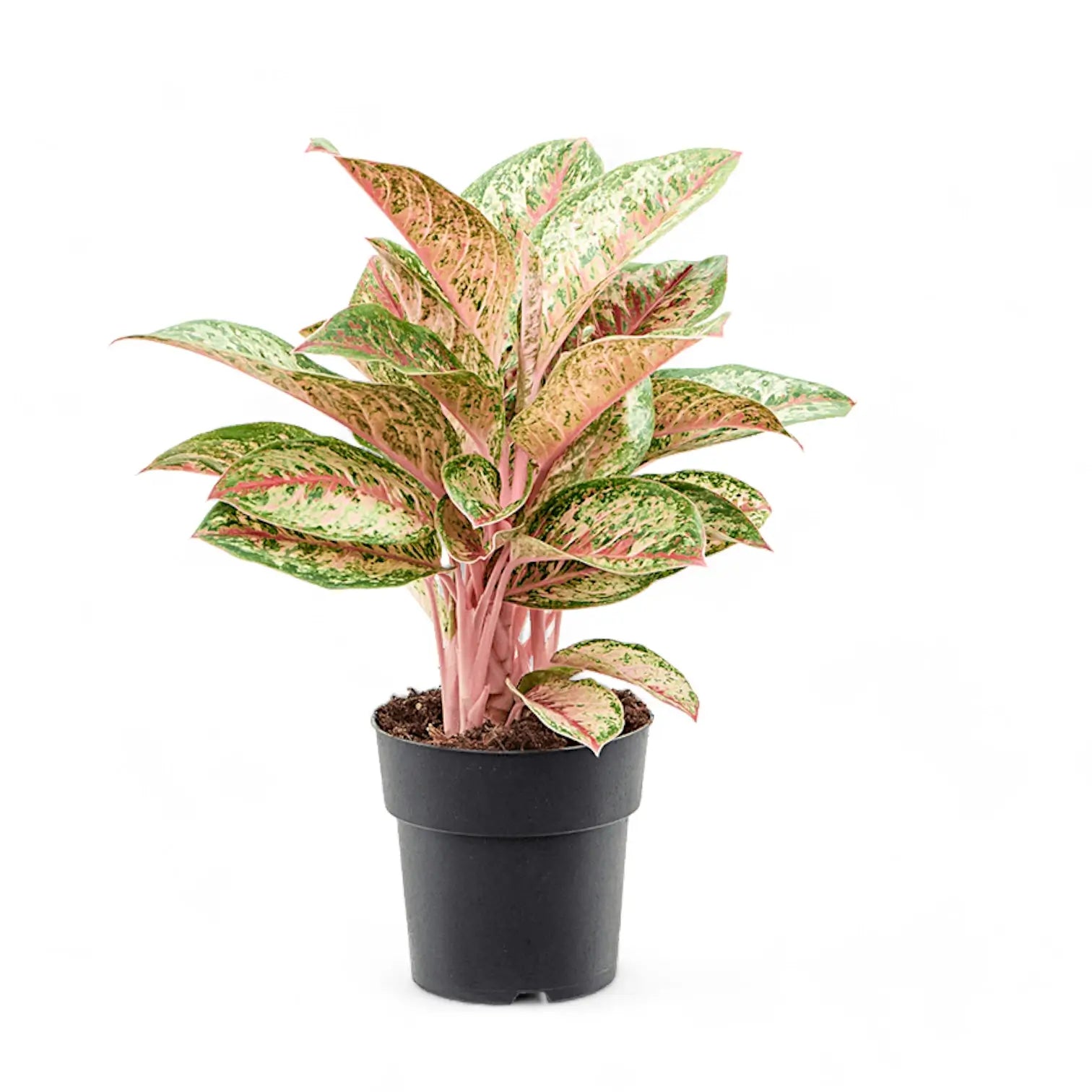 Aglaonema 'Painted Celebration' – Topfpflanze im Kulturtopf vor weißem Hintergrund, Produktfoto 4.
