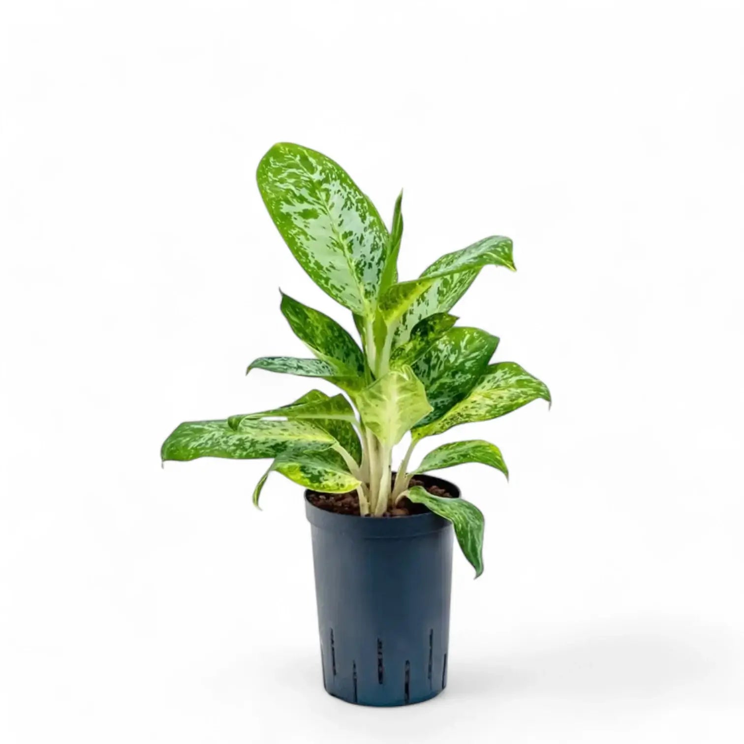 Aglaonema 'Pearl' Zimmerpflanze im Anzuchttopf vor weißem Hintergrund, Produktfoto 2.