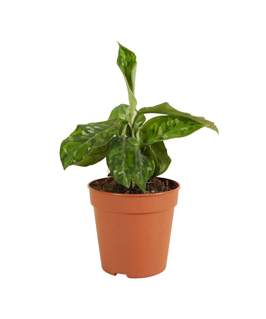 Aglaonema pictum tricolor potted plant in nursery pot on white background.