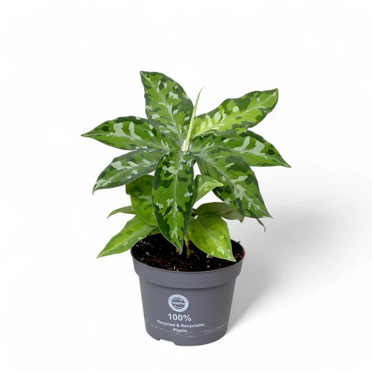 Aglaonema pictum tricolor potted plant in nursery pot on white background.