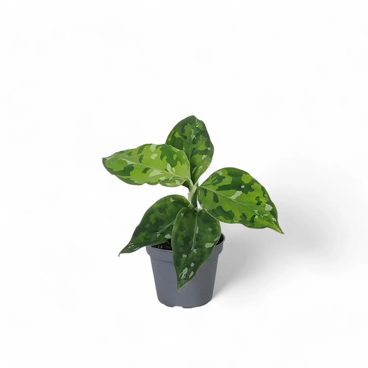 Aglaonema pictum tricolor potted plant in nursery pot on white background.