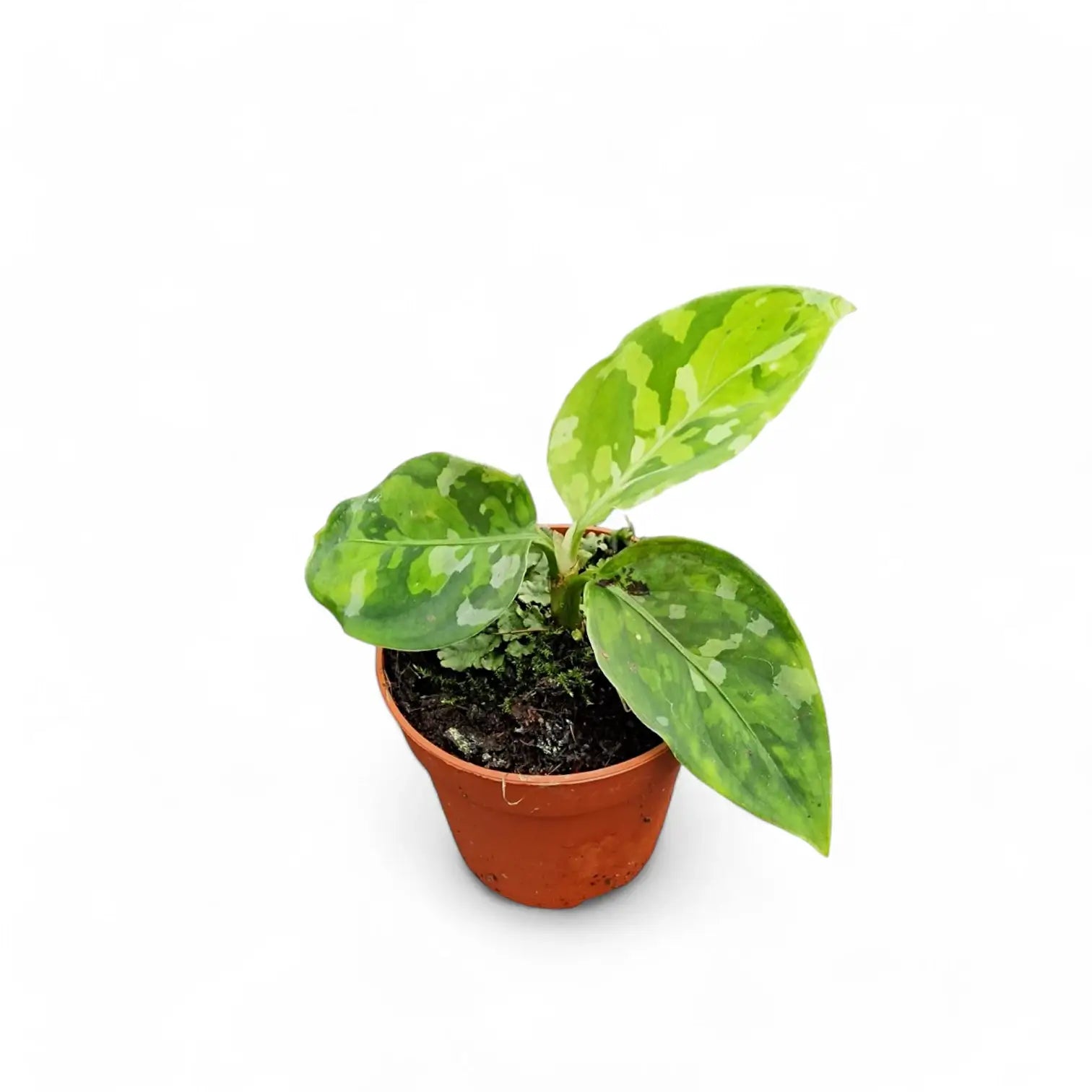 Aglaonema pictum tricolor potted plant in nursery pot on white background.