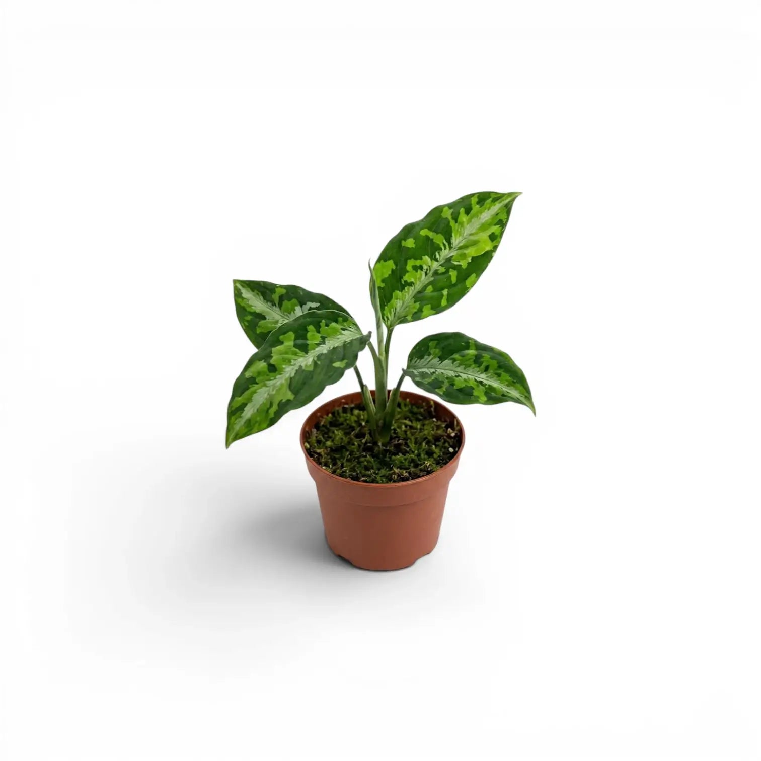 Aglaonema pictum 'Tricolor' Baby-Pflanze im Kulturtopf.