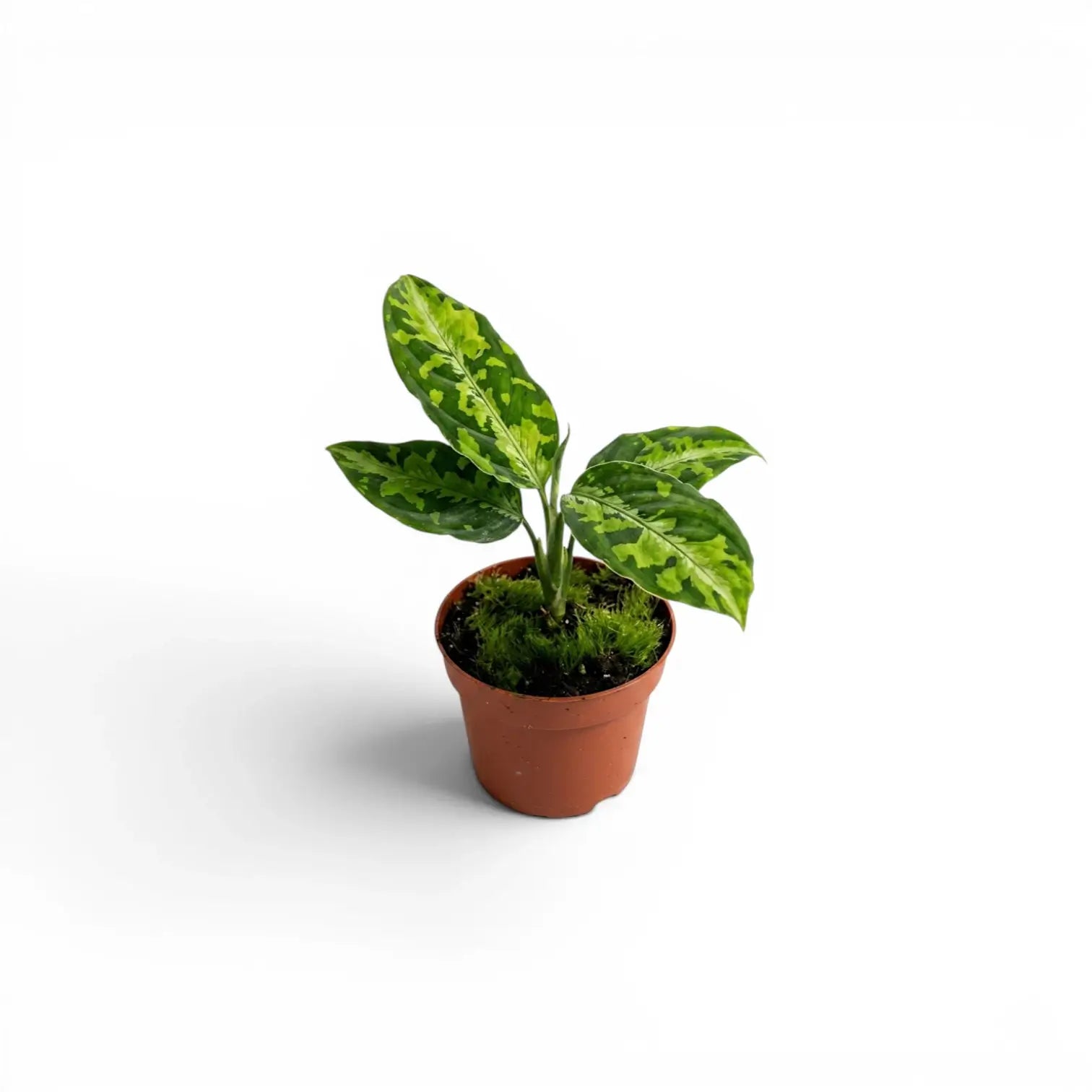 Aglaonema pictum 'Tricolor' Baby-Pflanze im Kulturtopf.