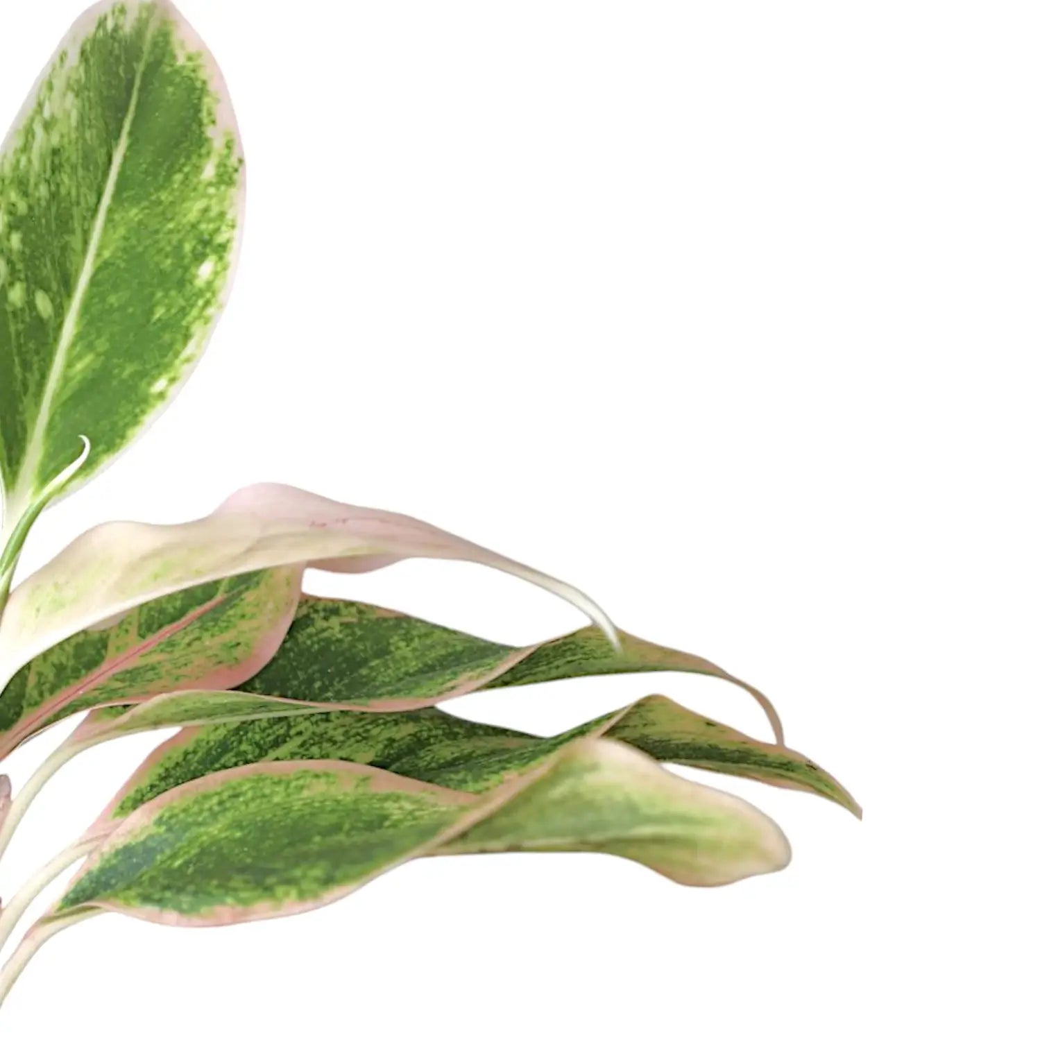 Aglaonema 'Pink Aurora' aka 'Lipstick Pink' – Blattdetail vor weißem Hintergrund..