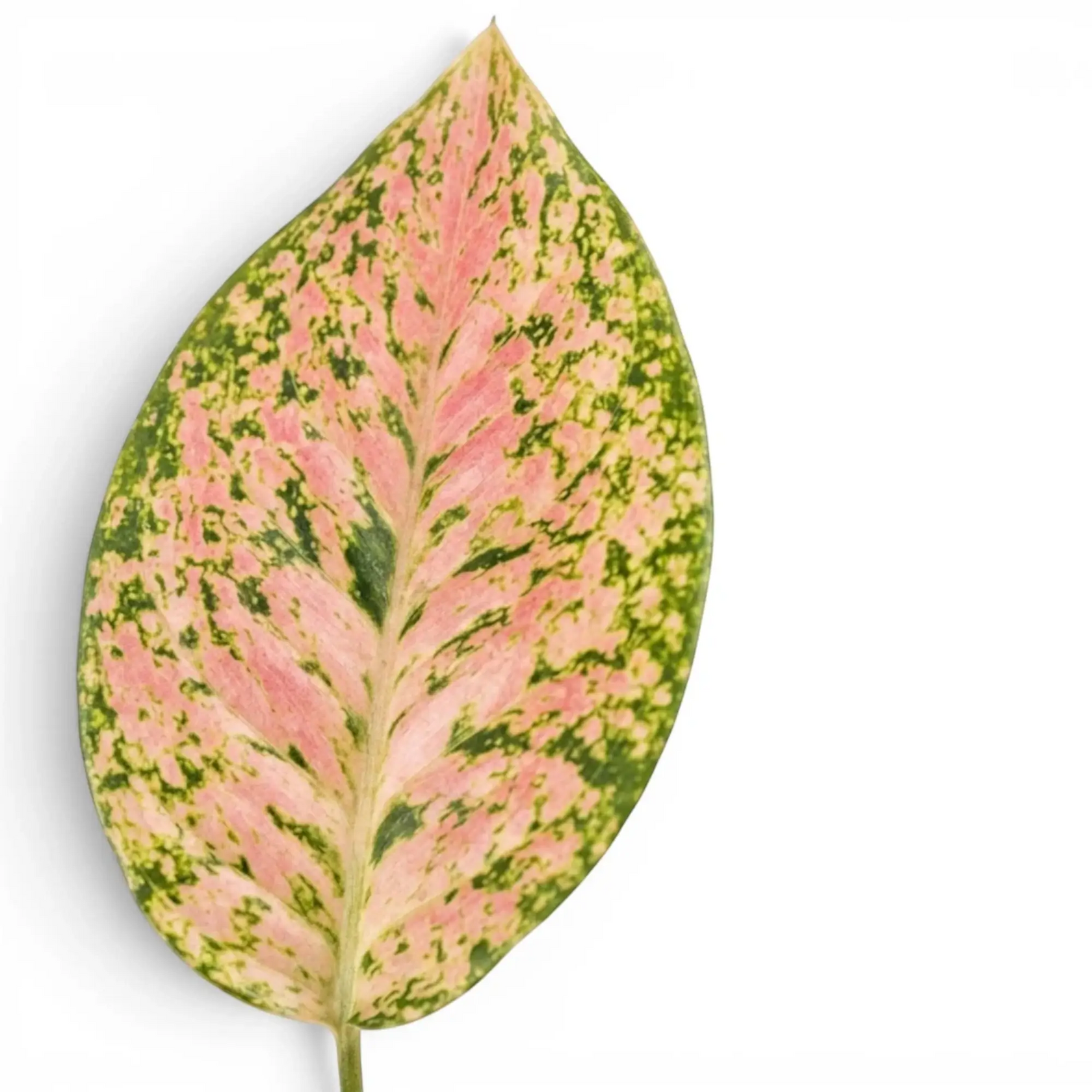 Single Aglaonema ‘Pink Leopard’ leaf with pink-and-green mottled variegation.