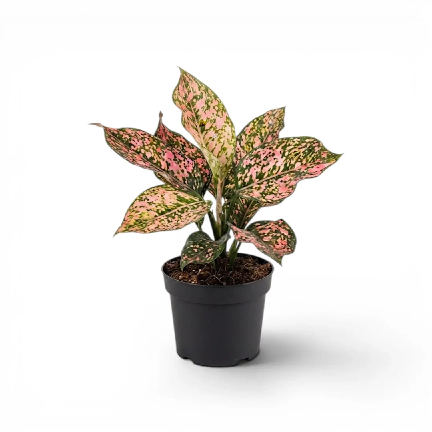 Compact Aglaonema ‘Pink Leopard’ with pink-and-green mottled leaves in a black nursery pot.