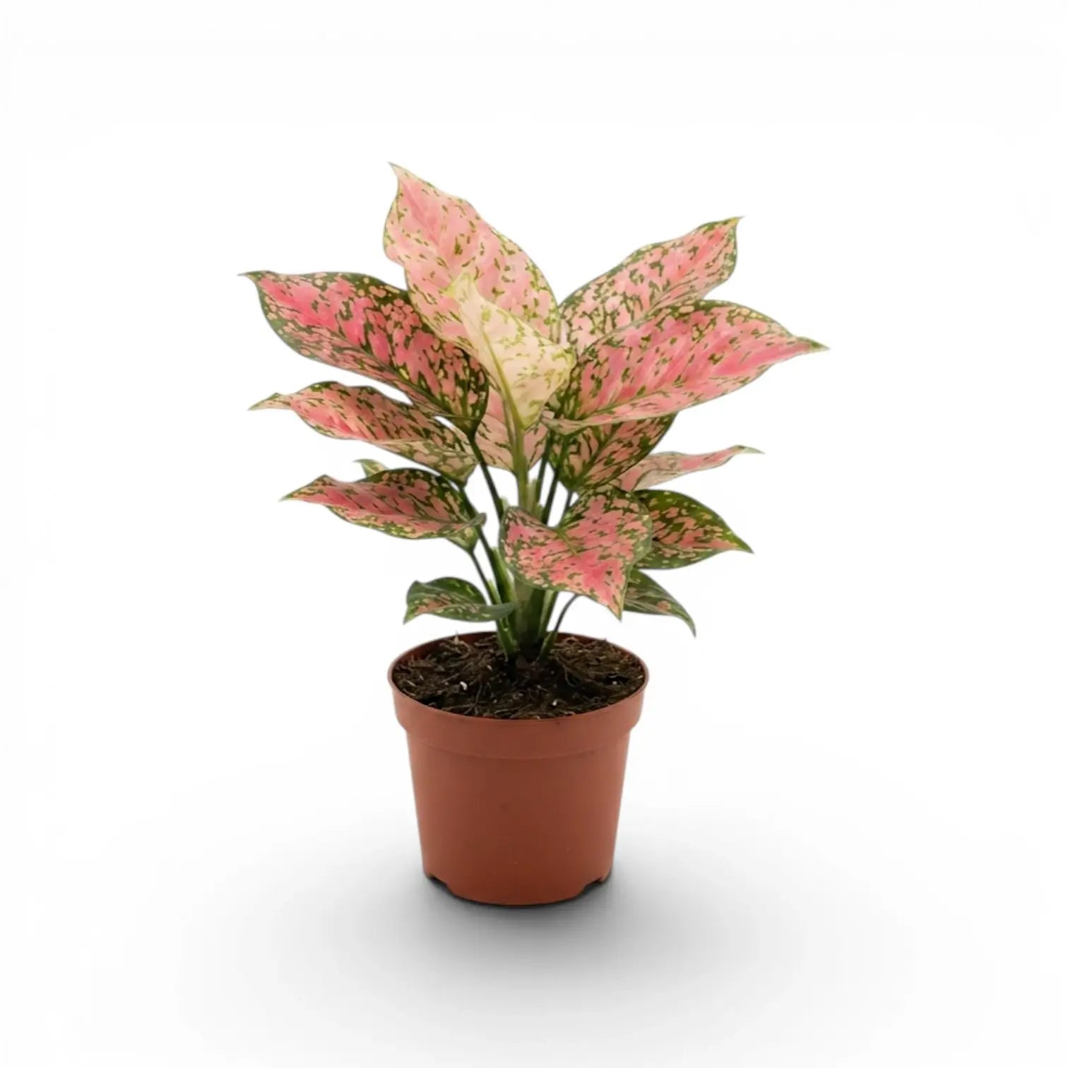 Aglaonema ‘Pink Leopard’ plant with pale pink, green-flecked foliage in a terracotta nursery pot.