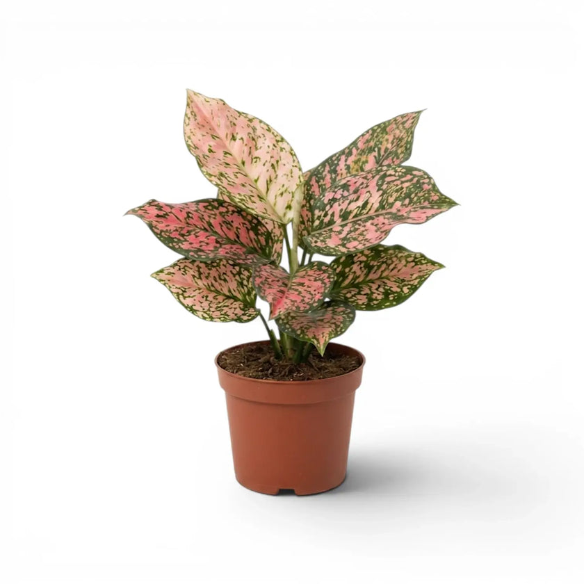 Aglaonema ‘Pink Leopard’ plant with a full cluster of pink-mottled leaves in a terracotta nursery pot.