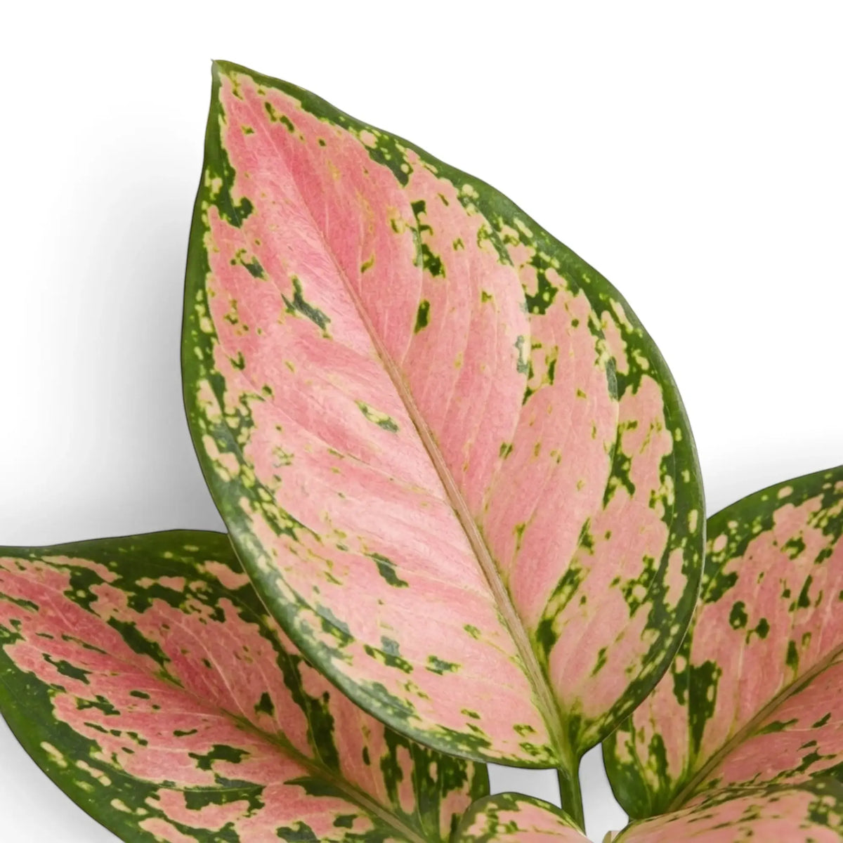 Aglaonema ‘Pink Princess’ foliage detail showing broad pink variegation interrupted by dark-green markings